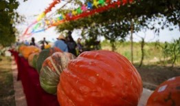 浮云娱乐吃瓜,揭秘娱乐圈最新吃瓜事件