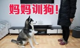 狗哥爆料新鞋视频大全集,新鞋视频大全集亮点解析